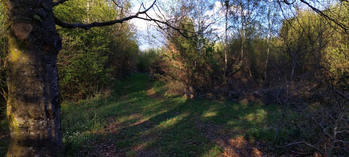 photo 9 du bien Bois de 5 hectares avec étang à remettre en état