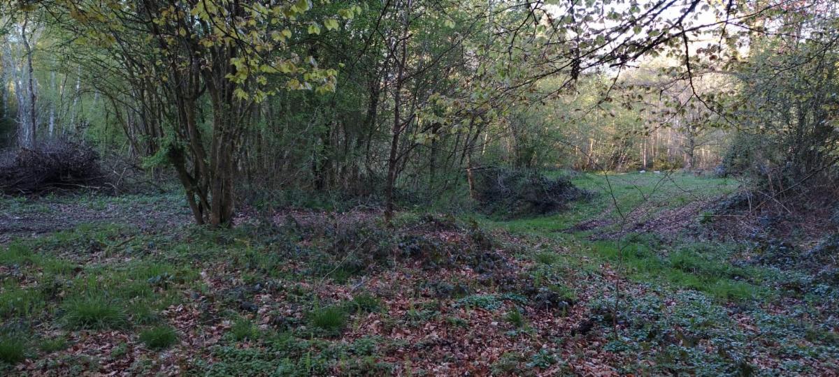 photo 10 du bien Bois de 5 hectares avec étang à remettre en état