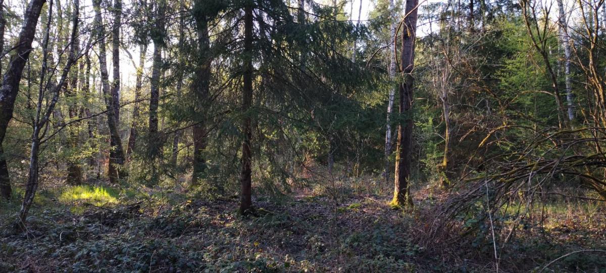 photo 11 du bien Bois de 5 hectares avec étang à remettre en état