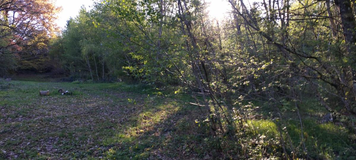 photo 12 du bien Bois de 5 hectares avec étang à remettre en état