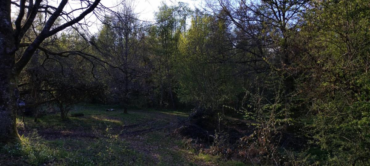 photo 13 du bien Bois de 5 hectares avec étang à remettre en état