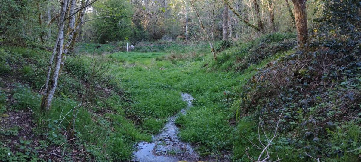photo 14 du bien Bois de 5 hectares avec étang à remettre en état