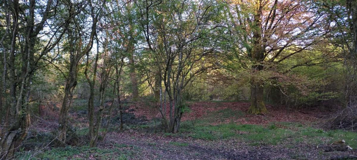 photo 15 du bien Bois de 5 hectares avec étang à remettre en état