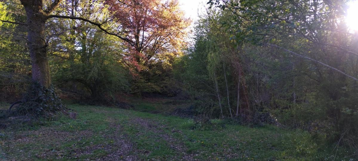 photo 16 du bien Bois de 5 hectares avec étang à remettre en état