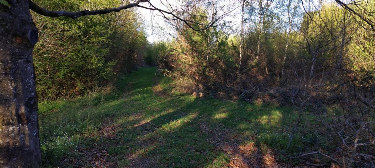 photo 17 du bien Bois de 5 hectares avec étang à remettre en état