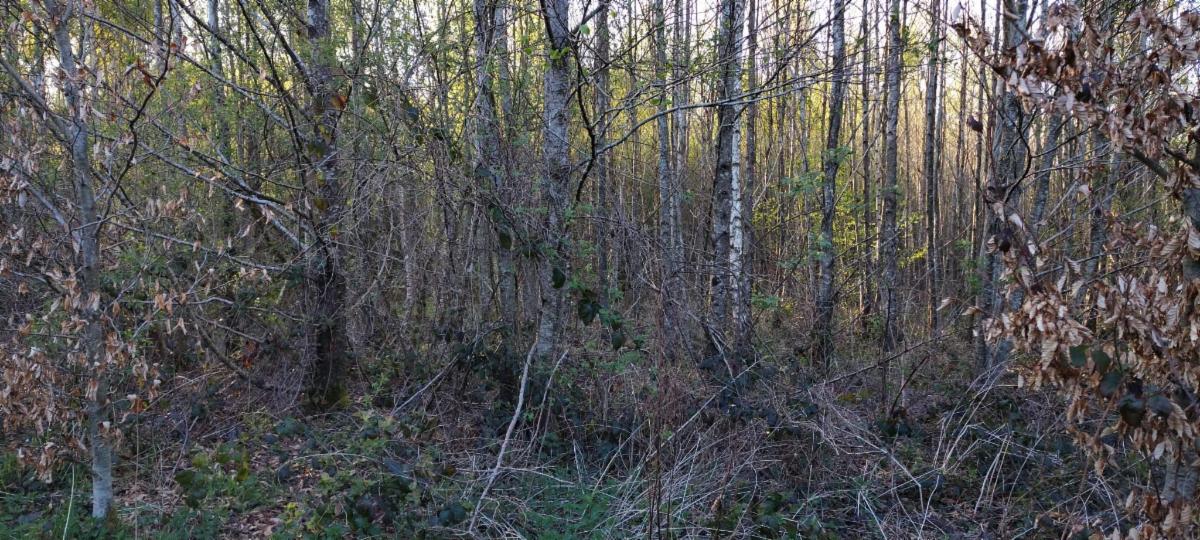 photo 18 du bien Bois de 5 hectares avec étang à remettre en état